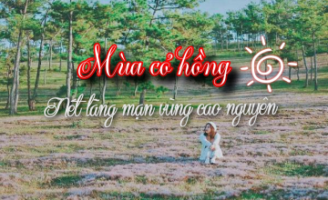 MÙA CỎ HỒNG – NÉT LÃNG MẠNG VÙNG CAO NGUYÊN