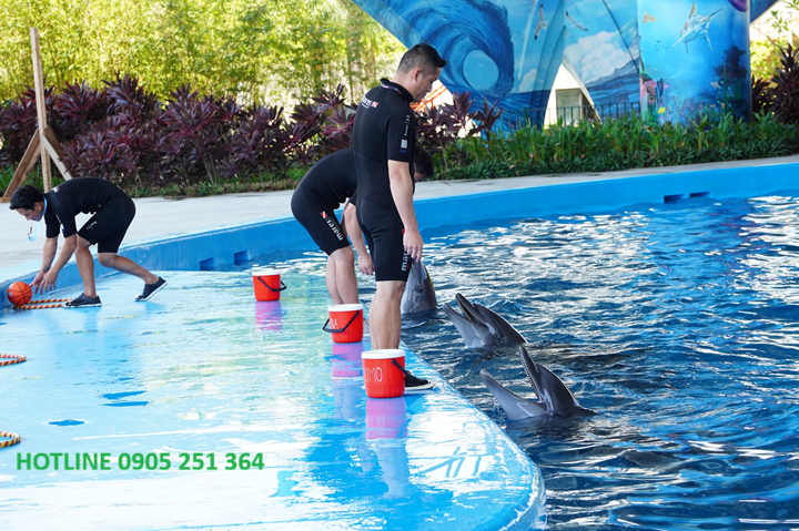 dat-ve-show-dien-ca-heo-dolphinarium-thien-duong-co-co-(1)