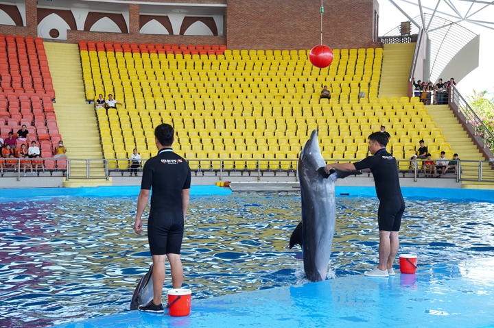 dat-ve-show-dien-ca-heo-dolphinarium-thien-duong-co-co-(4)